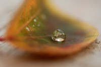 /album/natuur/dsc9769-kopie-jpg/